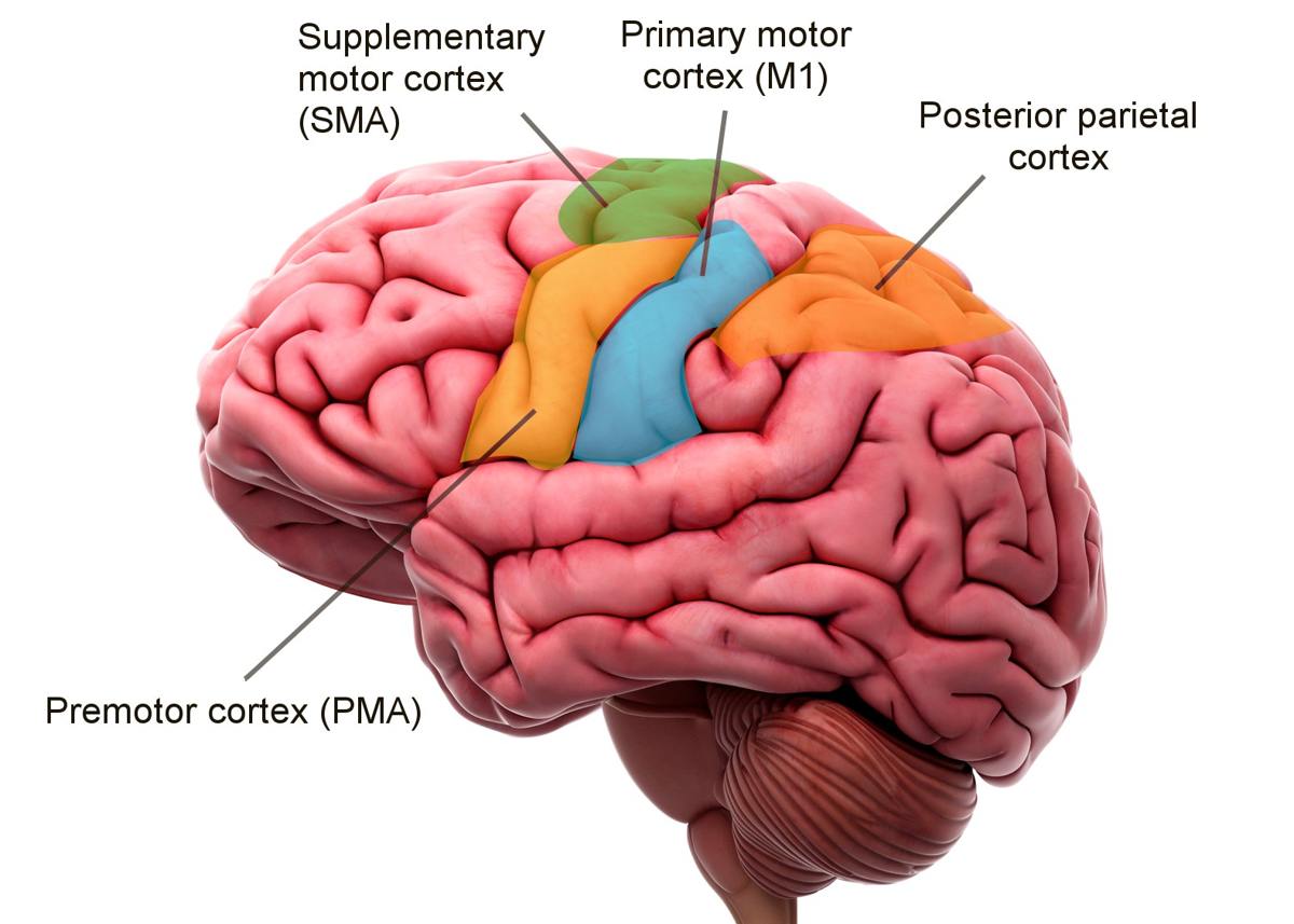 Picture of your motor cortex